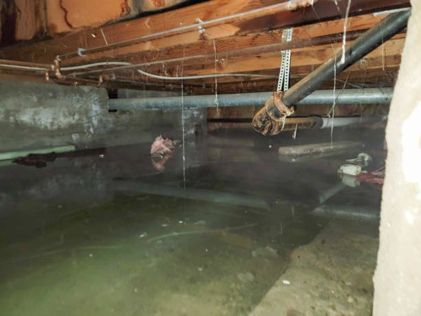 Best Basement water damage restoration  in Manchester, OH
